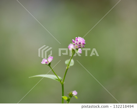 The lovely pale pink Mizosoba The lovely pale pink Mizosoba 132218494