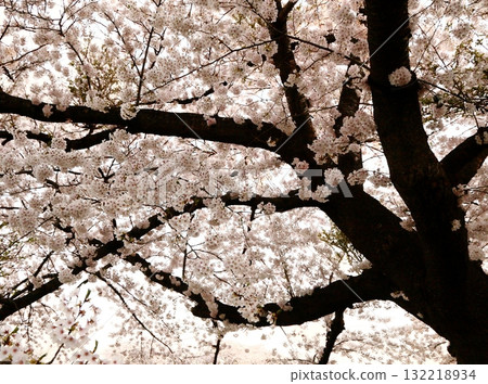 Black trunk and cherry blossoms in full bloom 132218934