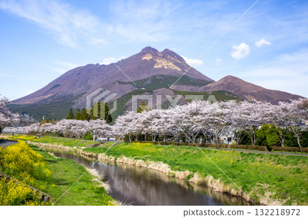 Yufuin Cherry blossoms lined with rape blossoms and Yufudake 132218972