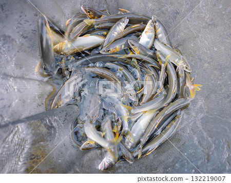 Fishes of Ayu Fishing Fishes of Ayu Fishing 132219007