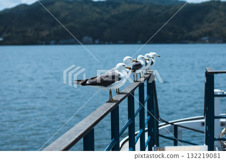 A black-tailed gull resting on the deck of a sightseeing boat 132219081
