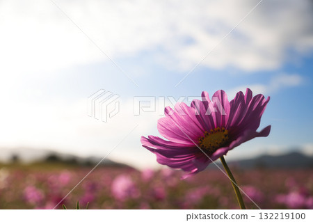 Dramatic autumn cherry blossoms shining in the setting sun 132219100