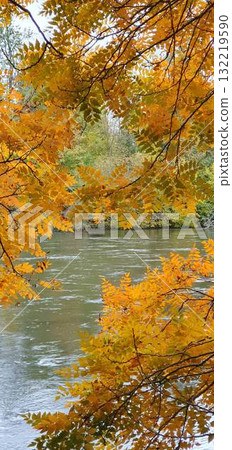 View of a calm river seen through orange autumn leaves, mobile photo. Peaceful fall landscape with warm colors and soft natural light. 132219590