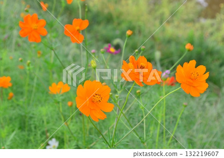 黃昏時分的波斯菊－靜靜地為路邊增添色彩的秋花 132219607