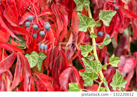 View of creeping ivy and Virginia creeper. Ivy climbing on a wall. Red foliage. Macro shot, close-up. Concept of fall colors and coming winter. 132220012
