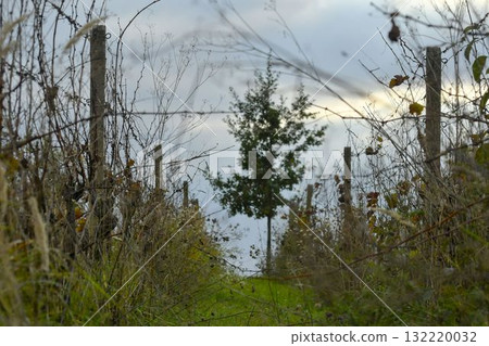 View of a neglected vineyard. Very poorly maintained vineyards. Concept of autumn and approaching winter. Shallow depth of field. Macro image, close-up. 132220032