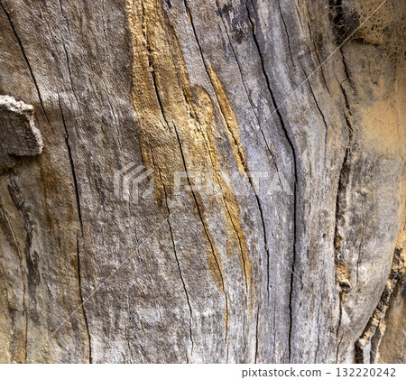 Olive tree bark pinaster trunk symbol. Texture made of olive tree bark . Beautiful olive tree bark trunk background. Greece, Conceptual image. Peaceful nature. Olive tree bark pinaster trunk symbol. Texture made of olive tree bark . Beautiful olive tree bark trunk background. Greece, Conceptual image. Peaceful nature. 132220242