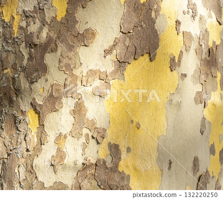 Platan, Platane, Platanus sycamore, plane tree trunk symbol. Texture made of Platan, Platane, sycamore, plane tree bark. Beautiful Platan tree trunk background. Conceptual image. Peaceful nature. 132220250