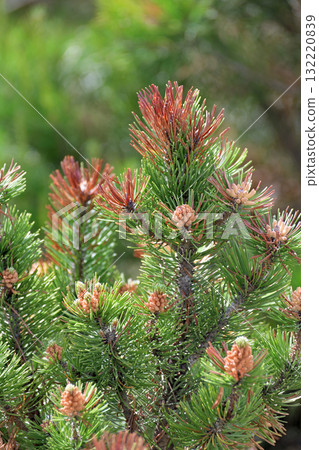 Pinus mugo Mughus - an evergreen coniferous shrub widely used in landscape design 132220839