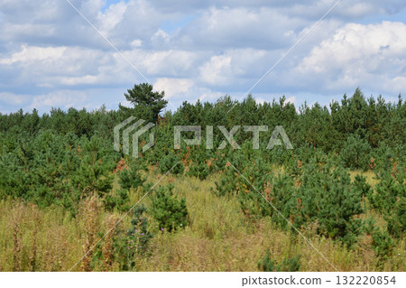 Young pine forest in the summer 132220854