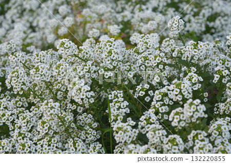 Lobularia maritima or Alyssum - the flower belongs to the Brassicaceae , Cruciferae family 132220855