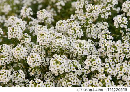 Lobularia maritima or Alyssum - the flower belongs to the Brassicaceae , Cruciferae family Lobularia maritima or Alyssum - the flower belongs to the Brassicaceae , Cruciferae family 132220856