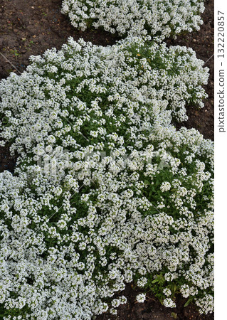 Lobularia maritima or Alyssum - the flower belongs to the Brassicaceae , Cruciferae family Lobularia maritima or Alyssum - the flower belongs to the Brassicaceae , Cruciferae family 132220857