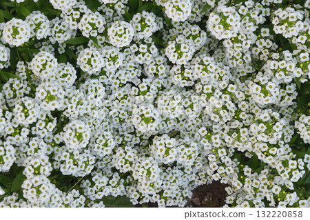 Lobularia maritima or Alyssum - the flower belongs to the Brassicaceae , Cruciferae family Lobularia maritima or Alyssum - the flower belongs to the Brassicaceae , Cruciferae family 132220858