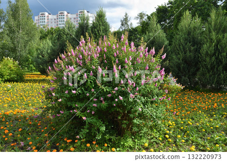 Spiraea, marigolds, and juniper in landscape design in Zelenograd, Moscow, Russia 132220973