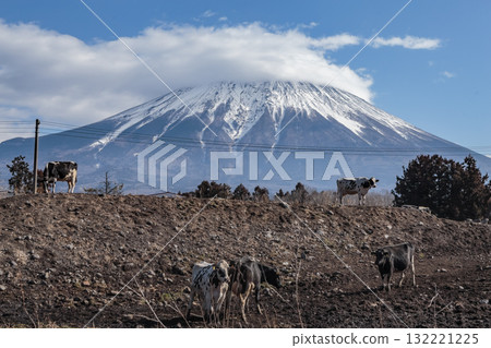 Mount Fuji overlooking a herd of cows 132221225