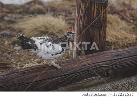 Ptarmigan Walk 132221585