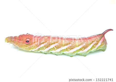 絲絨麻雀的幼蟲 132221741