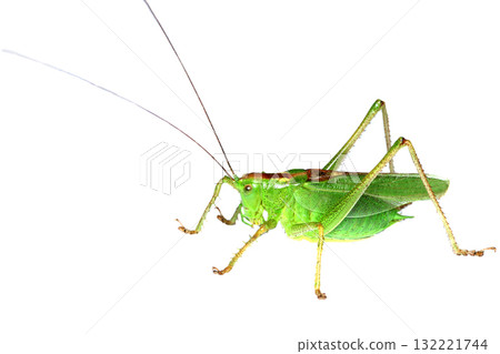 Male bush cuttlefish 132221744