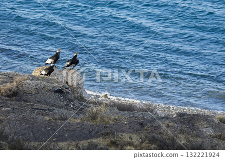 Andean Condor ,Torres del Paine National Park, Patagonia, Chile. 132221924