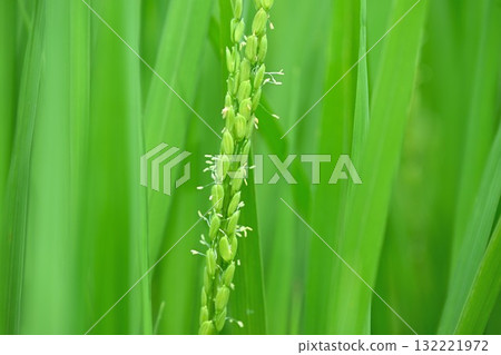 Rice flowers 132221972