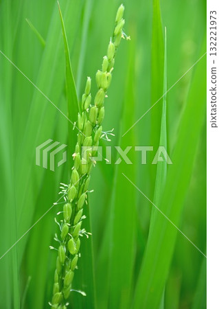 Rice flowers 132221973