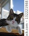 Happy brown adult domestic short hair tabby cat looking alert at the camera. 132221988