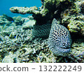 Curious moray eel 132222249