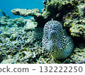 Curious moray eel 132222250