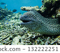 Curious moray eel 132222251