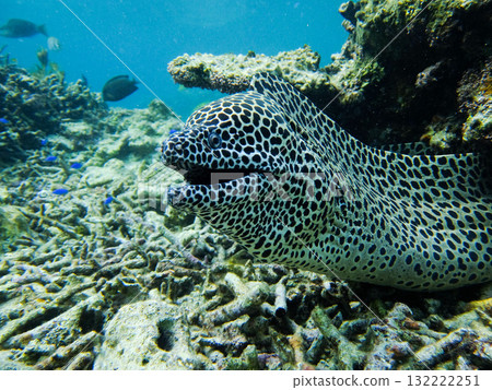 Curious moray eel 132222251