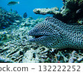 Curious moray eel 132222252