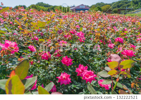 Gifu World Rose Garden, autumn roses in full bloom (Kani City, Gifu Prefecture) 132222521