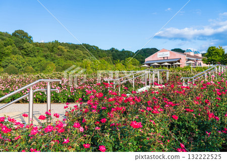 岐阜世界玫瑰園,秋季玫瑰盛開(岐阜縣可兒市) 岐阜世界玫瑰園,秋季玫瑰盛開(岐阜縣可兒市) 132222525