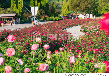 Gifu World Rose Garden, autumn roses in full bloom (Kani City, Gifu Prefecture) Gifu World Rose Garden, autumn roses in full bloom (Kani City, Gifu Prefecture) 132222527