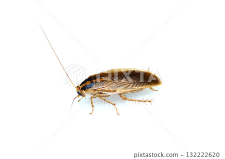Molybirdle cockroach 132222620