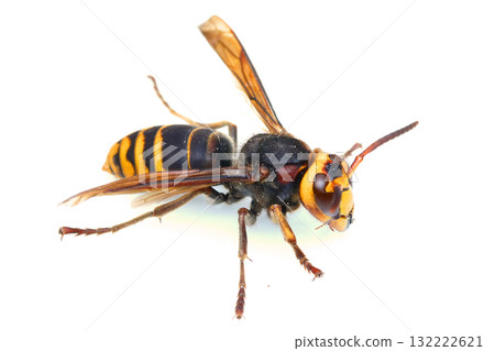 worker hornet 132222621