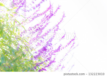 Amethyst sage - Autumn flower image Amethyst sage - Autumn flower image 132223010