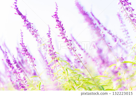 Amethyst sage - Autumn flower image Amethyst sage - Autumn flower image 132223015