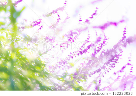 Amethyst sage - Autumn flower image 132223023