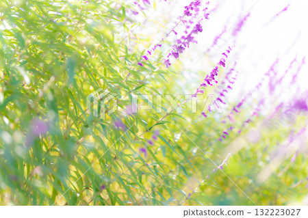 紫水晶鼠尾草 - 秋花圖像 紫水晶鼠尾草 - 秋花圖像 132223027