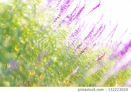 Amethyst sage - Autumn flower image Amethyst sage - Autumn flower image 132223028