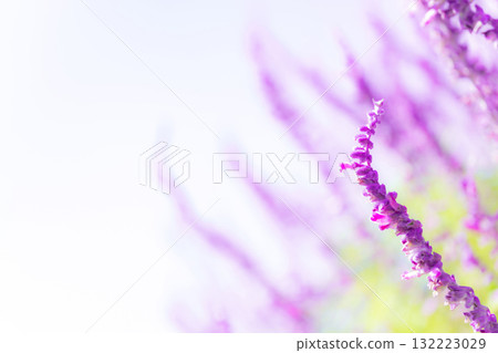 Amethyst sage - Autumn flower image 132223029