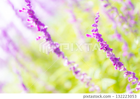 Amethyst sage - Autumn flower image Amethyst sage - Autumn flower image 132223053