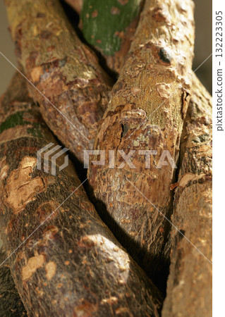 纏繞發財樹 纏繞發財樹 132223305