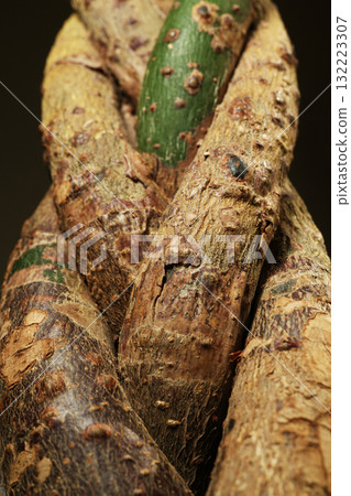 Intertwining Pachira Intertwining Pachira 132223307