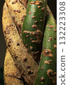Intertwining Pachira 132223308