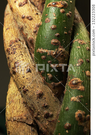 纏繞發財樹 132223308