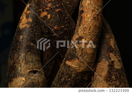 纏繞發財樹 纏繞發財樹 132223309