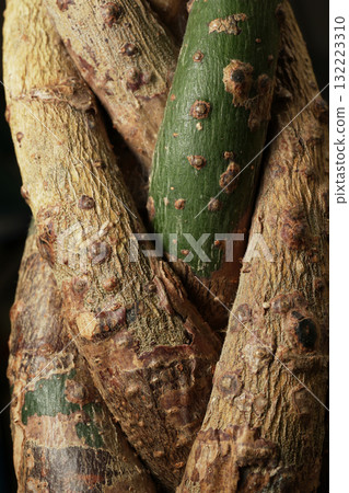 纏繞發財樹 132223310